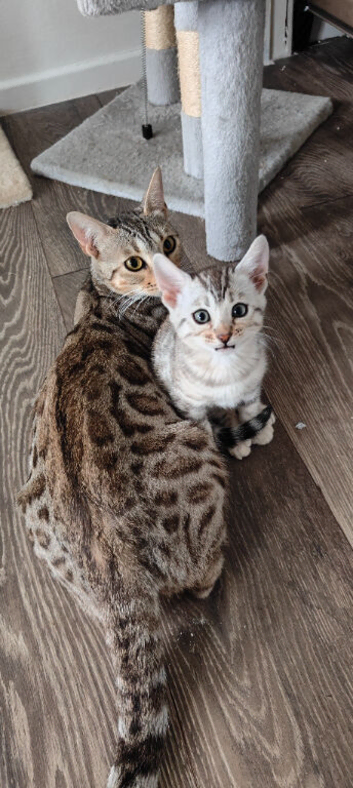 Cats