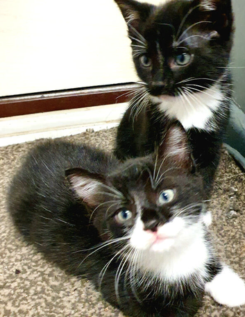 4 baby kittens bombay cross