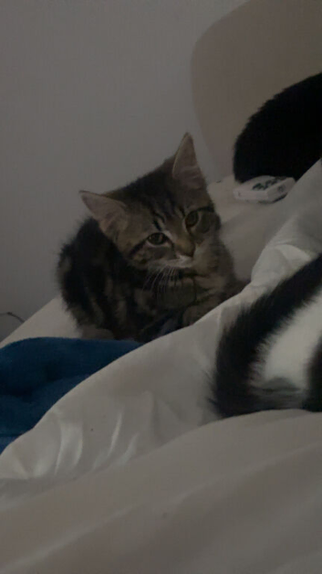 Kittens for sale