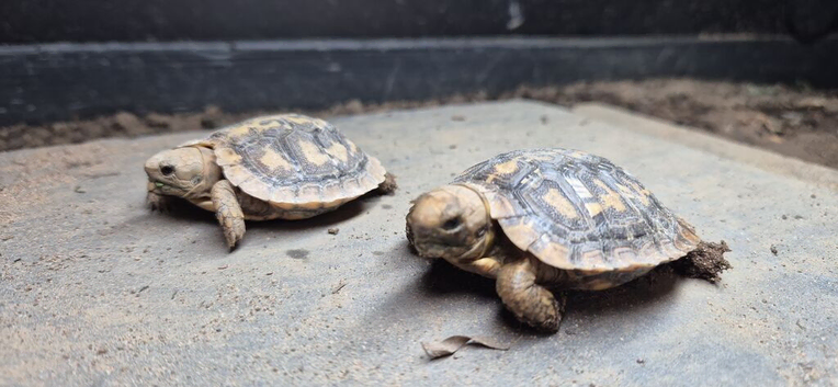 2026 Pancake Tortoises