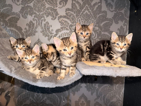 6 tabby kittens