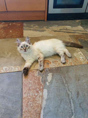Stunning GCCF Registered Ragdoll Kitten.