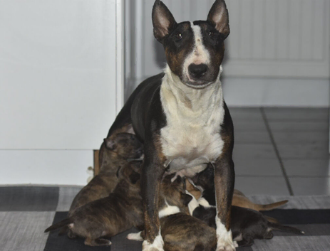 Top quality english bull terrier puppies