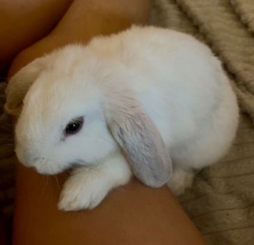 Miniature Lop