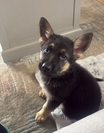 German shepherd