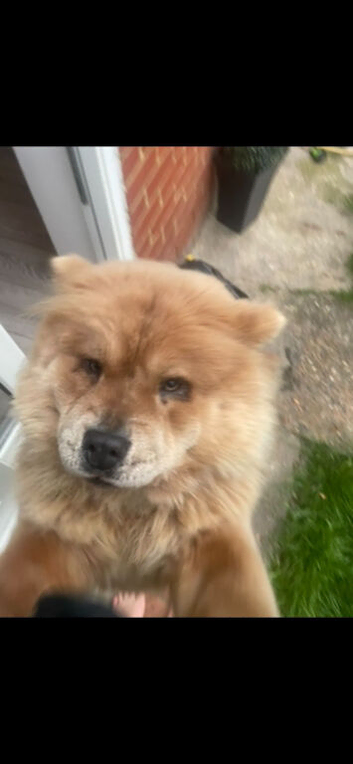 Chow chow female for re homing