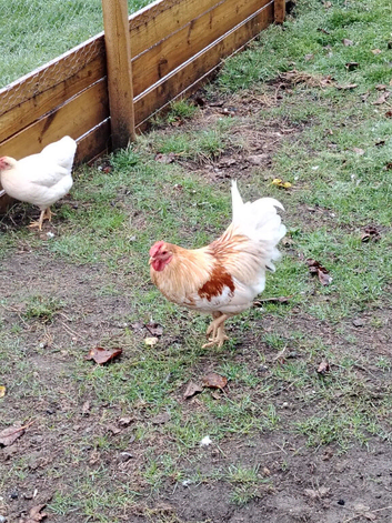 6.5month old cockerel