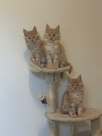 Full Maine coon kittens ready now