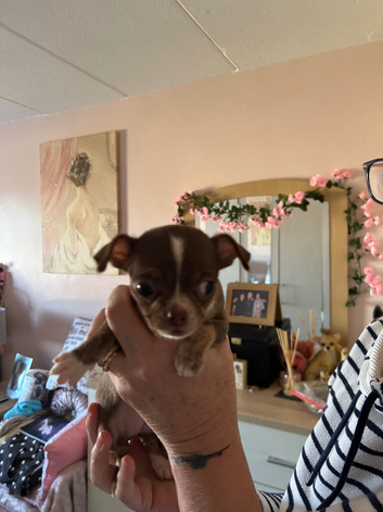 1 short haired chihuahua for sale