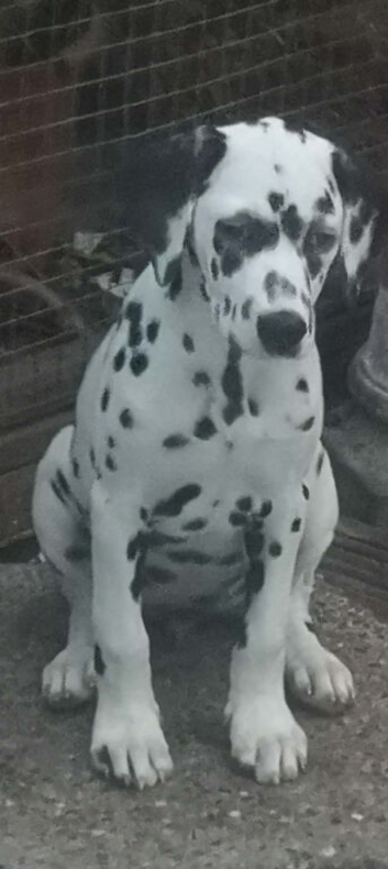 Stunning pure bred Dalmatian pups