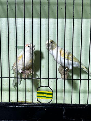 Pair red mosaic