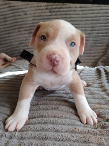 American Bulldog puppies for sale