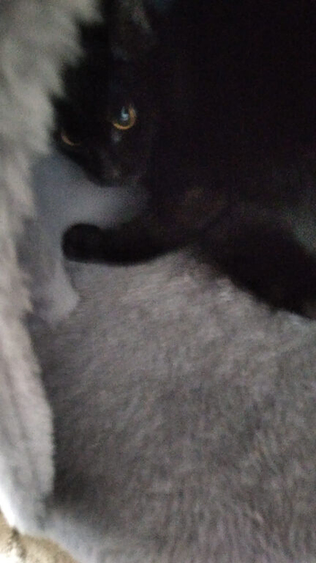 6 month old black male kitten
