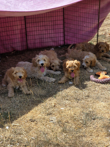 Stunning litter of red and champagne coloured  cavapoos puppies