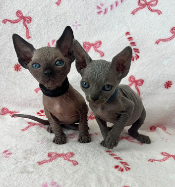 (LAST 2 left) Sphynx baby&rsquo;s