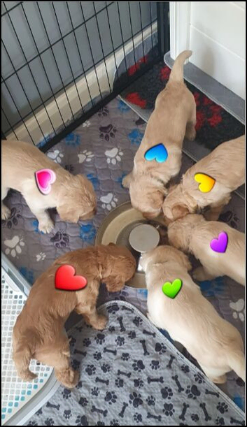 Goldendoodle Puppies &ndash; 2 Boys & 4 Girls Available