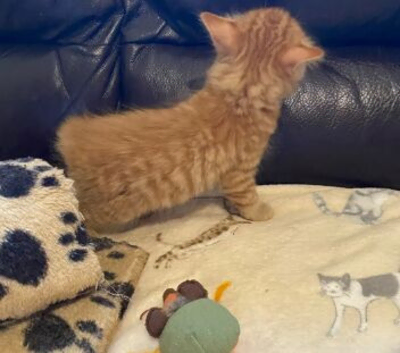 EXCEPTIONAL KITTENS SEEKING THEIR LOVING HOMES