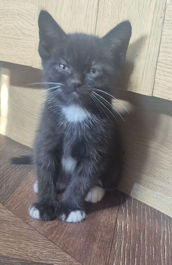 8 weeks old kittens