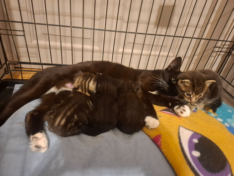Kittens for sale