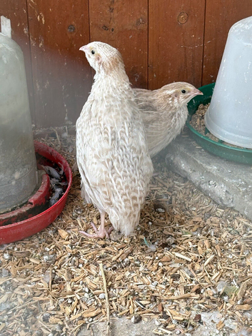 Two beautiful pharaoh female quails