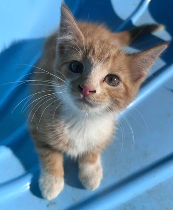Kitten looking for his forever home