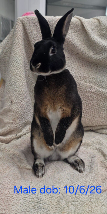 Beautiful temperament Mini rex male
