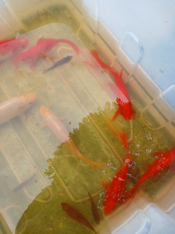 Pond fish for sale