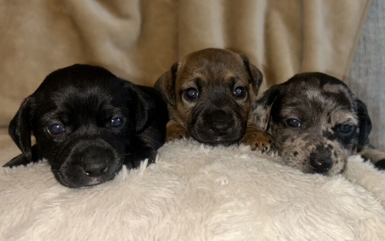 Stunning female jack Russell puppies