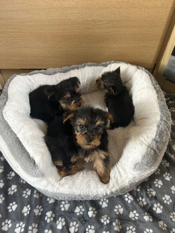 Yorkshire Terrier