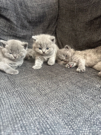 British blue shorthair girls ready 21/6/26