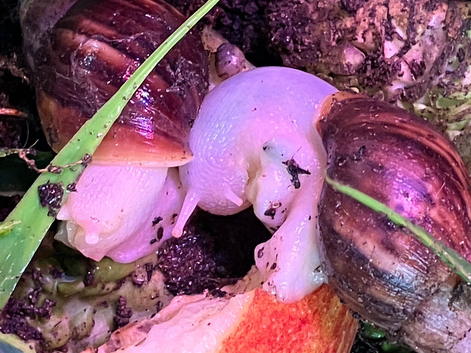 Jade Albino GALS
