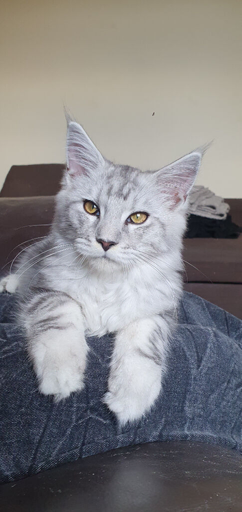 Maine Coon  1BOY&1GIRL LEFT. Ready Now