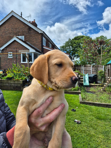 Labrador Pups For sale