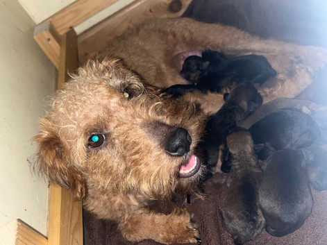 Lakeland x patterdale pups