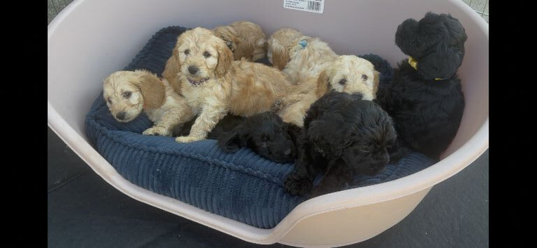 Miniature cockapoo