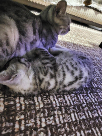 Very beautiful Bengal boy