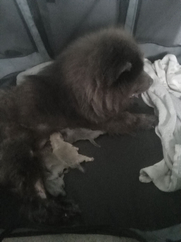 Blue and blue fawn chow chow puppies