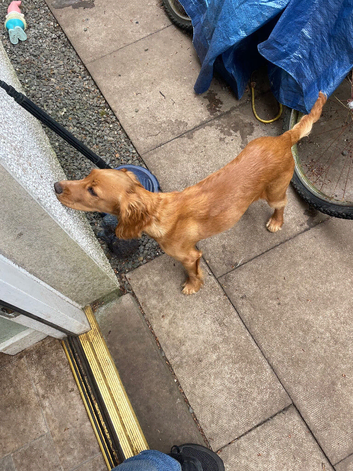 Cocker spaniel pup