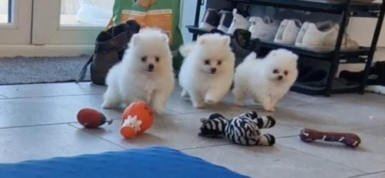 Tiny Pomeranian puppies teddy bear face. White girls and boys