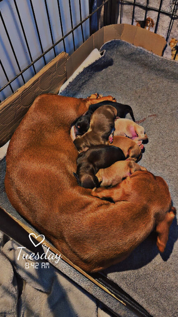 Beautiful mix of miniature dachshunds