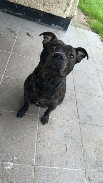 Dog for sale