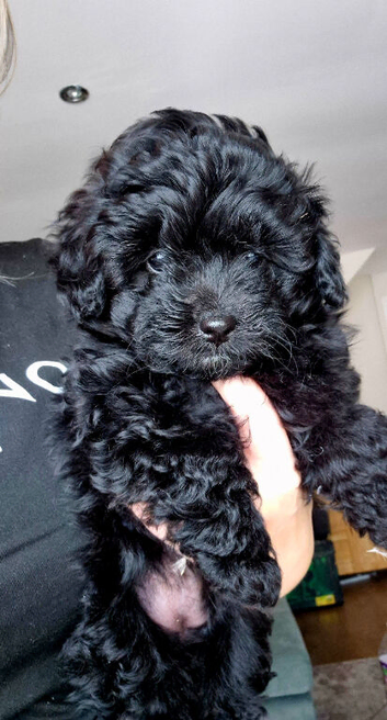 Pomapoo x Toy Poodle puppies