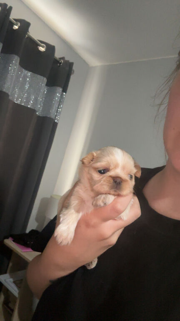 Girl Shih Tzu