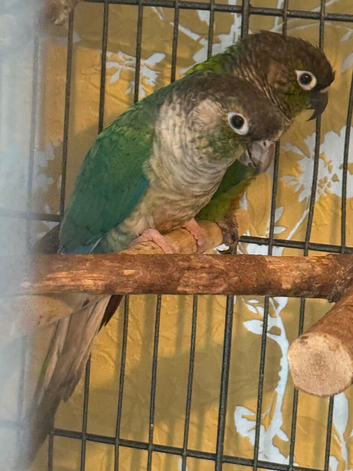 Breeding pair