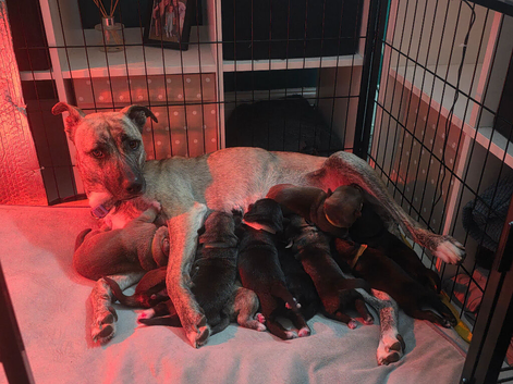 Staffy cross husky puppies
