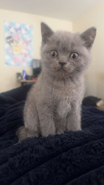 British shorthair x Scottish fold