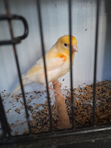 Job lot of canaries for sale