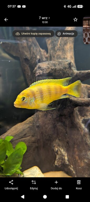 malawi cichlid