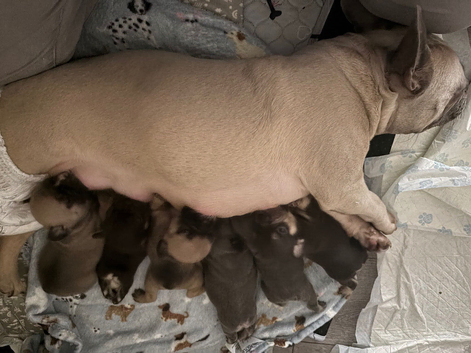 French bulldogs
