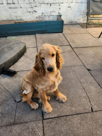Cocker Spaniel show